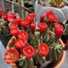 Echinocereus mojavensis v. inermis Cactus Lover