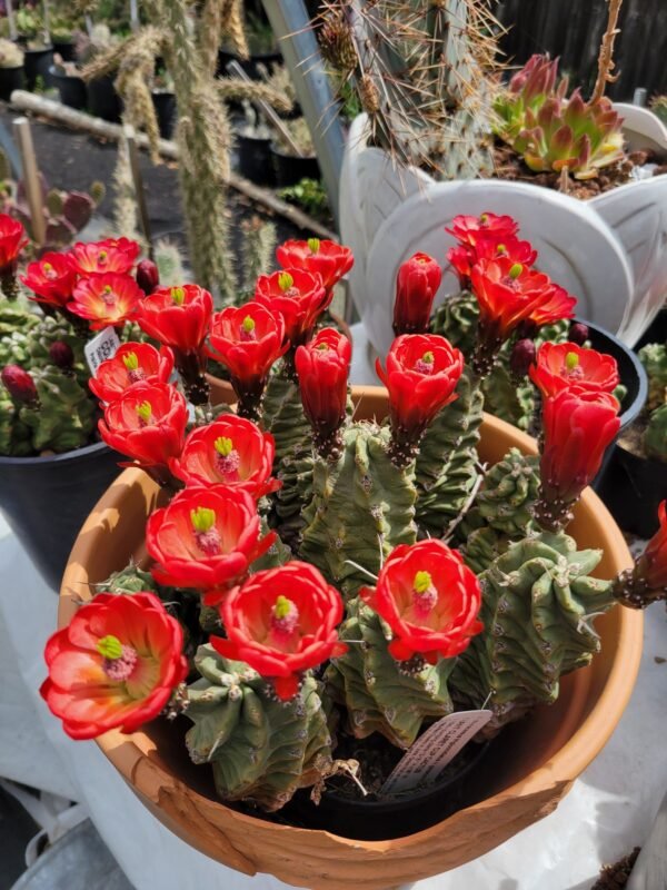 Echinocereus mojavensis v. inermis Cactus Lover
