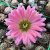 Echinocereus x roetteri Cactus Lover