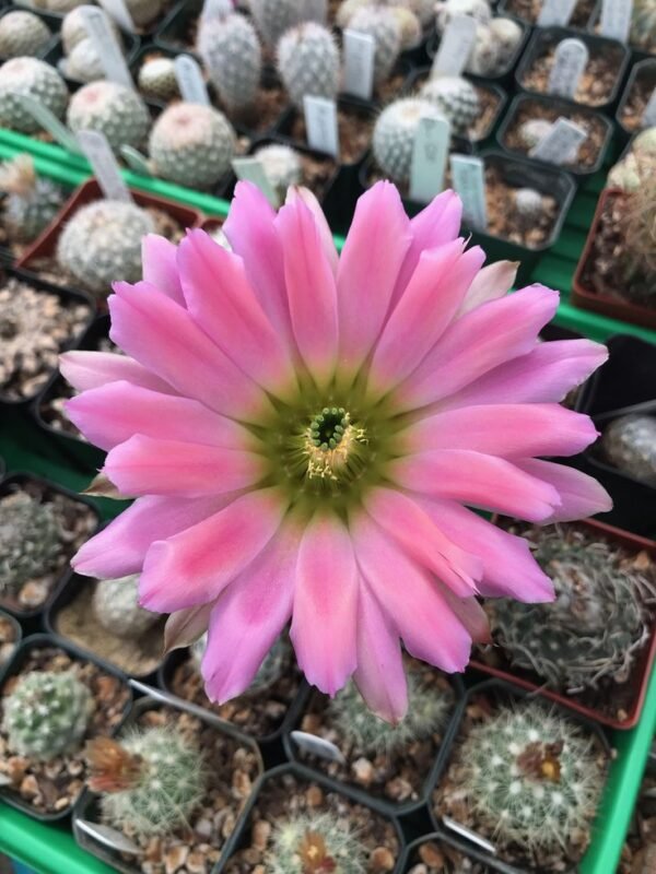 Echinocereus x roetteri Cactus Lover
