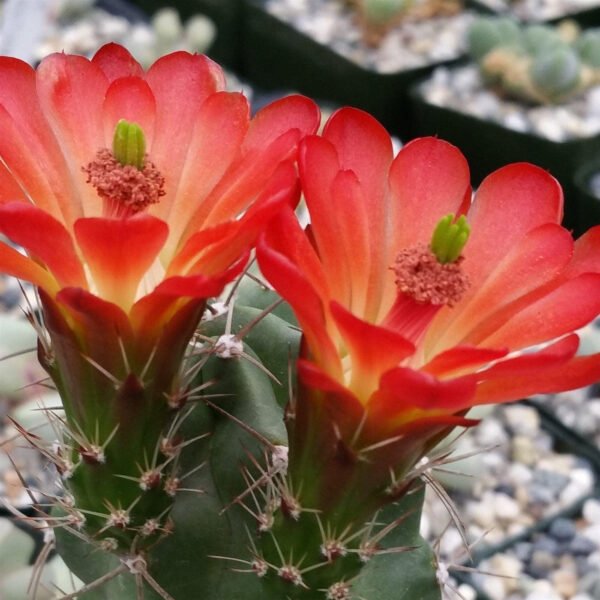 Echinocereus triglochidiatus Cactus Lover