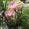 Echinocereus x roetteri Cactus Lover