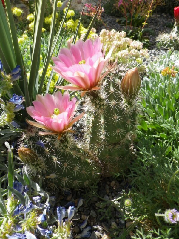 Echinocereus x roetteri Cactus Lover