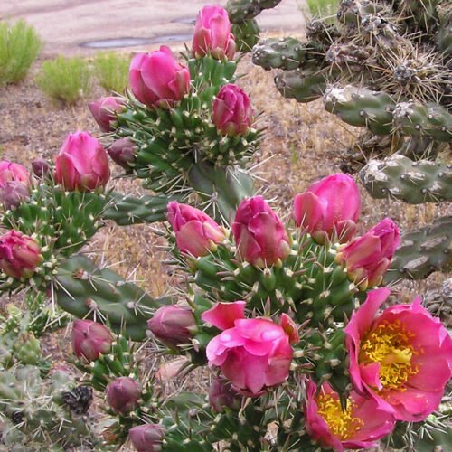 Cylindropuntia imbricata v arborescens 'Pinky'