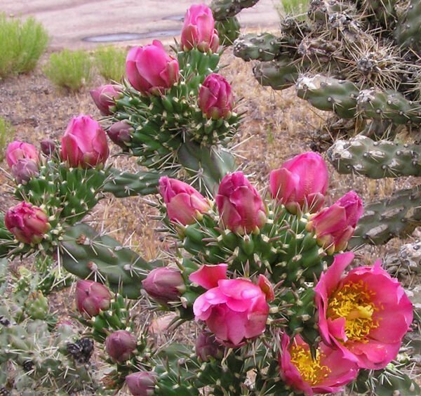 Cylindropuntia imbricata v arborescens 'Pinky'