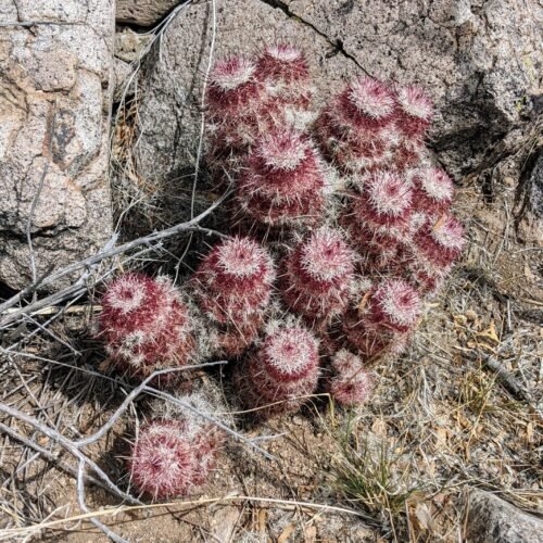 Echinocereus chloranthus   Cactus Lover