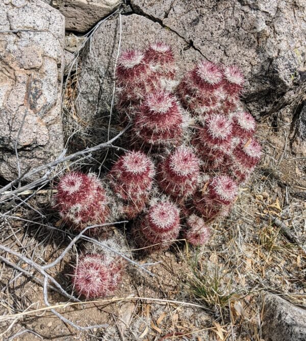Echinocereus chloranthus   Cactus Lover