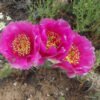 Opuntia 'Super Rutila' (Natural hybrid) Cactus Lover