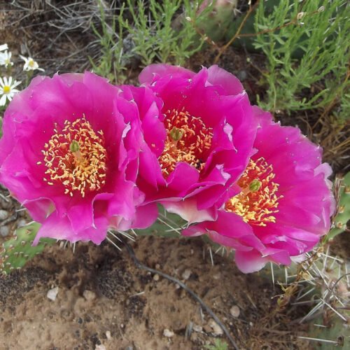 Opuntia 'Super Rutila' (Natural hybrid) Cactus Lover