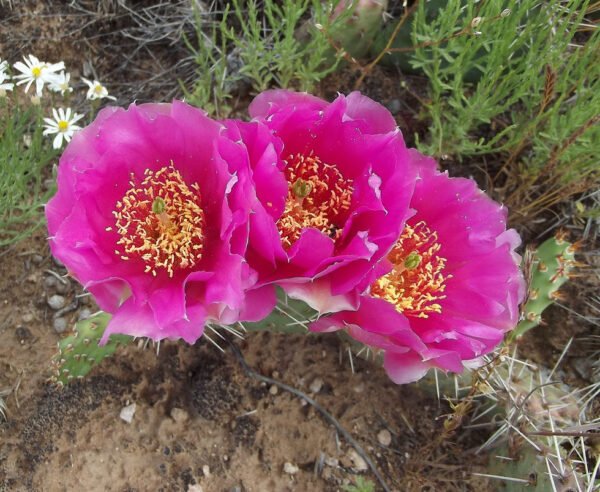 Opuntia 'Super Rutila' (Natural hybrid) Cactus Lover