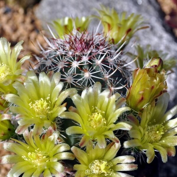 Echinocereus viridiflorus v. corellii Cactus Lover
