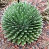 Agave victoria-reginae  COMPACT, HARDIER FORM Cactus Lover