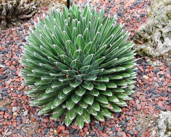 Agave victoria-reginae  COMPACT, HARDIER FORM Cactus Lover