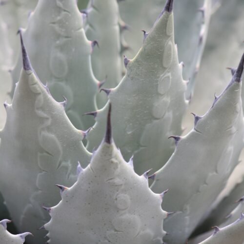Agave parryi v. neomexicana x utahensis 'Deep Blue Form' Cactus Lover