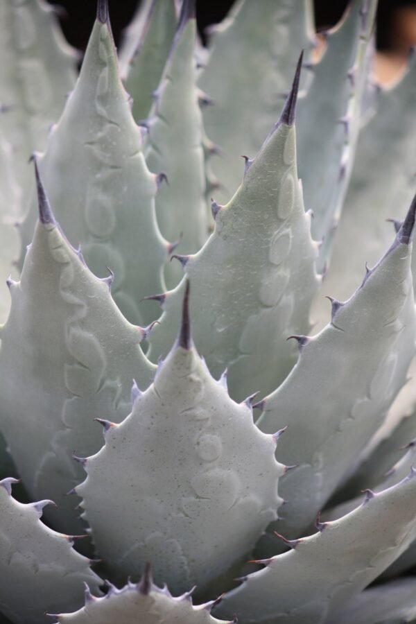 Agave parryi v. neomexicana x utahensis 'Deep Blue Form' Cactus Lover