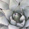 Agave parryi v neomexicana Cactus Lover