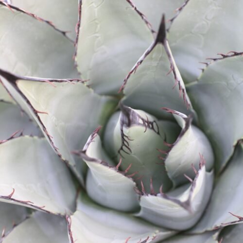 Agave parryi v neomexicana Cactus Lover