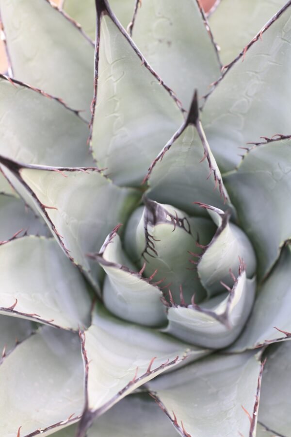 Agave parryi v neomexicana Cactus Lover