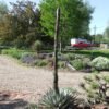 Agave gracilipes Cactus Lover