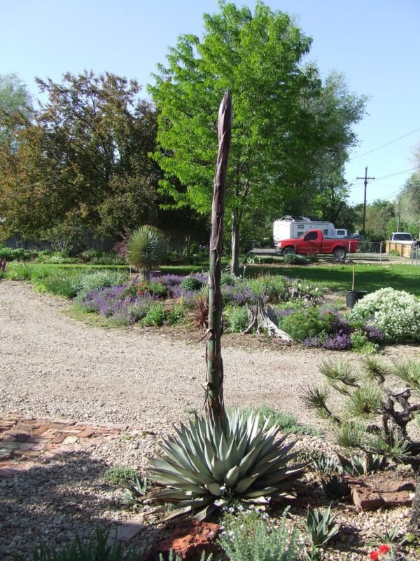 Agave gracilipes Cactus Lover