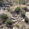 Agave gracilipes Cactus Lover