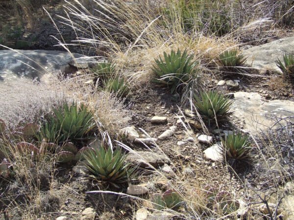 Agave gracilipes Cactus Lover
