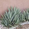 Agave gracilipes Cactus Lover