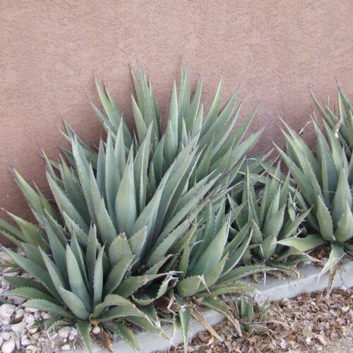 Agave gracilipes Cactus Lover