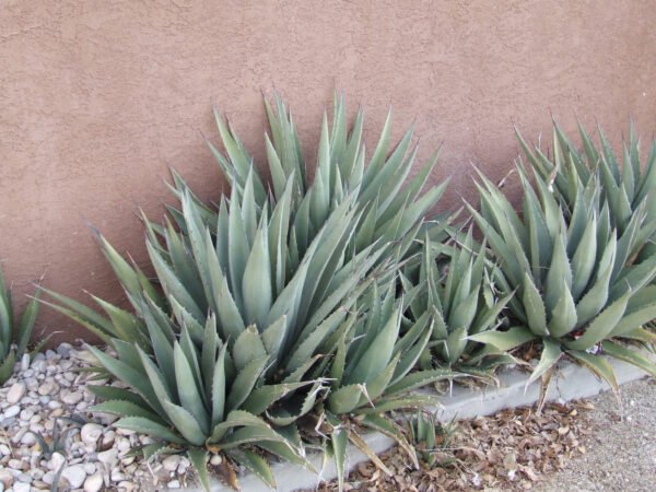 Agave gracilipes Cactus Lover