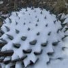 Agave parryi v neomexicana Cactus Lover