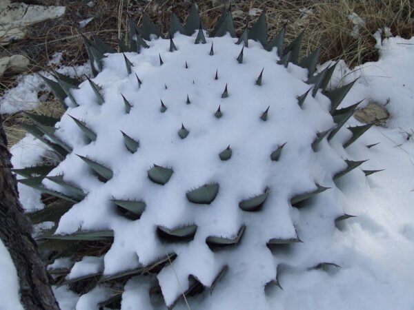 Agave parryi v neomexicana Cactus Lover
