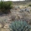 Agave parryi v neomexicana Cactus Lover