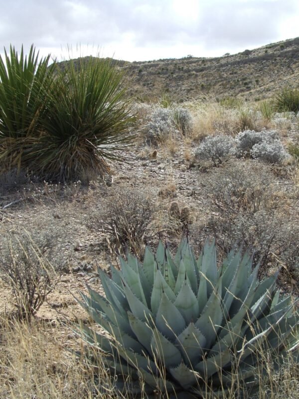 Agave parryi v neomexicana Cactus Lover