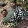 'Luna' Agave parryi subspecies parryi Cactus Lover
