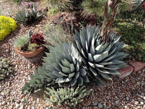'Luna' Agave parryi subspecies parryi Cactus Lover