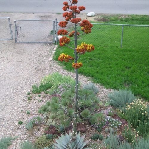 'Luna' Agave parryi subspecies parryi Cactus Lover