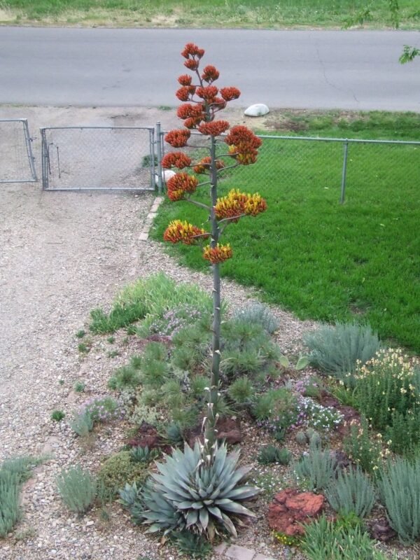 'Luna' Agave parryi subspecies parryi Cactus Lover