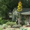 Agave parryi (Flagstaff, AZ form)