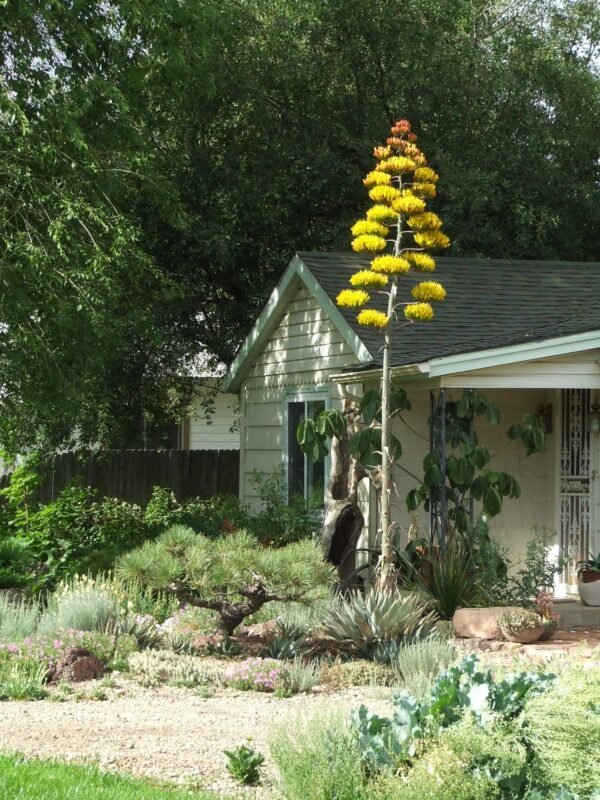 Agave parryi (Flagstaff, AZ form)