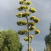 Agave parryi (Flagstaff, AZ form)
