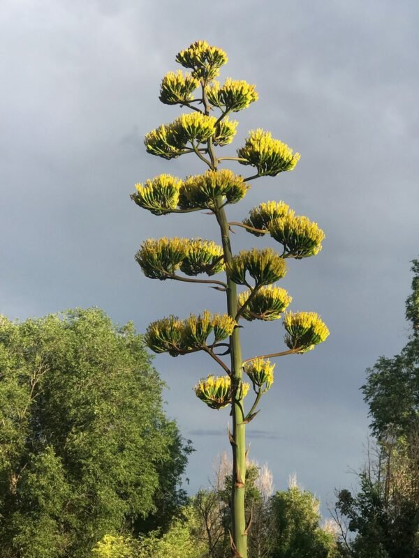 Agave parryi (Flagstaff, AZ form)