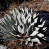 Agave parryi v. couesii Cactus Lover