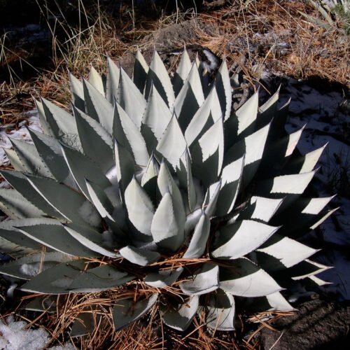 Agave parryi v. couesii Cactus Lover