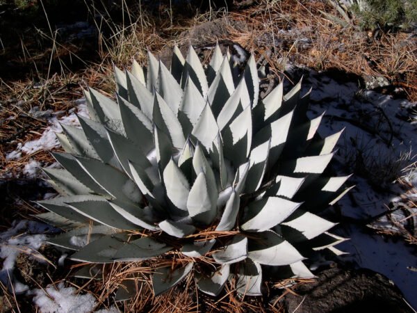 Agave parryi v. couesii Cactus Lover
