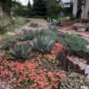 Agave parryi (Flagstaff, AZ form)