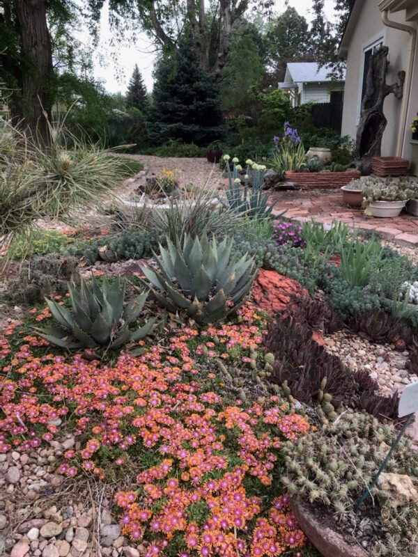 Agave parryi (Flagstaff, AZ form)
