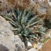Agave toumeyana v. bella Cactus Lover