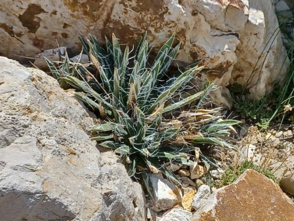 Agave toumeyana v. bella Cactus Lover