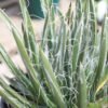 Agave toumeyana v. bella Cactus Lover