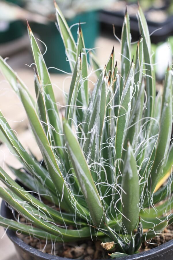 Agave toumeyana v. bella Cactus Lover